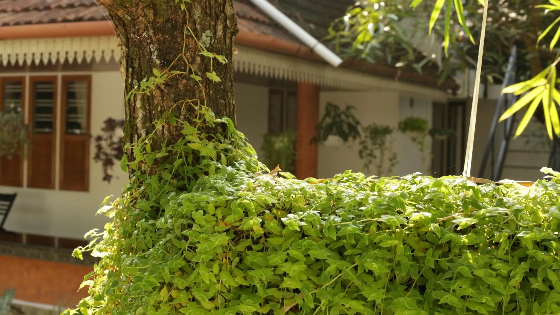 Mi Casa Tu Casa Homestay Kochi